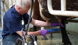 Somerset: Milk quality and mastitis – Managing udder health on your farm
